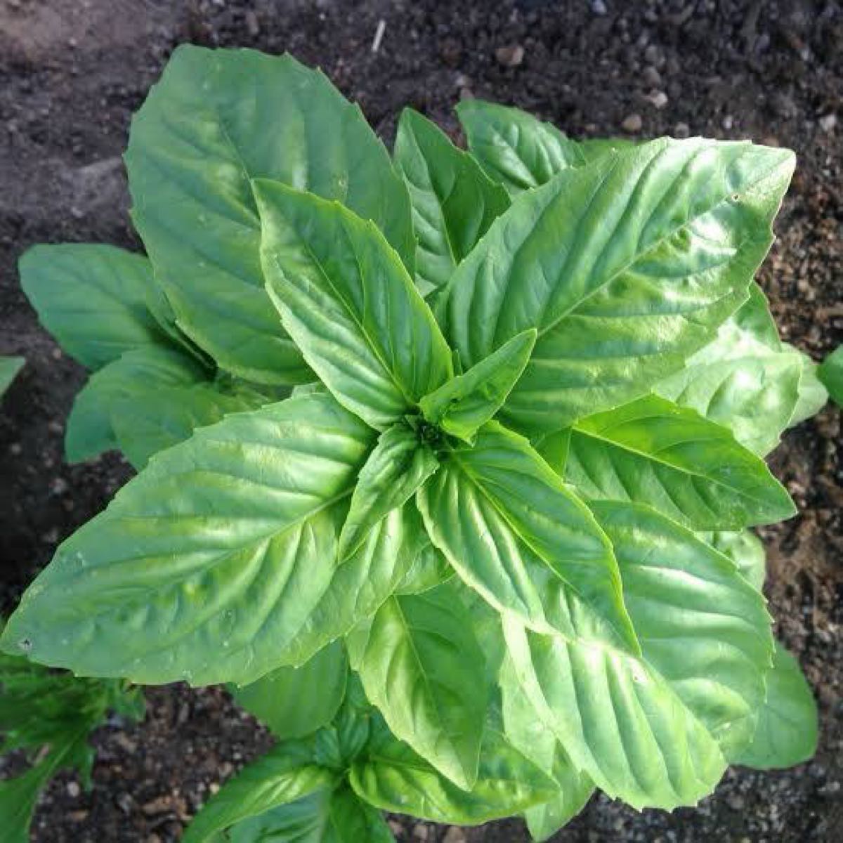 Genovese Basil