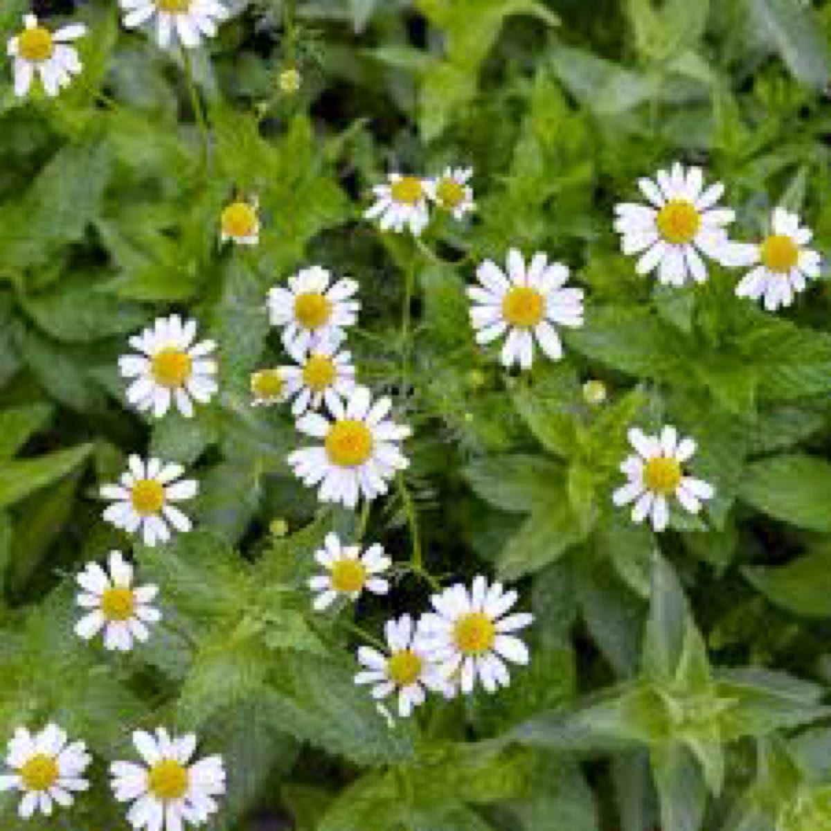 Chamomile