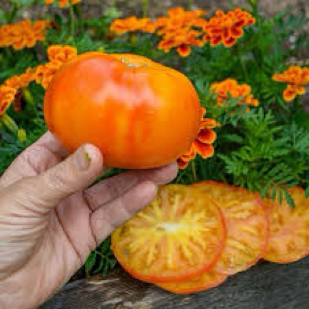 Harvest Moon Heirloom