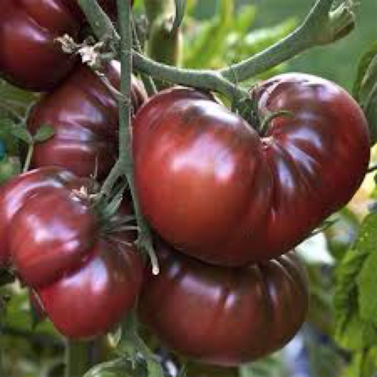 Black Krim Heirloom