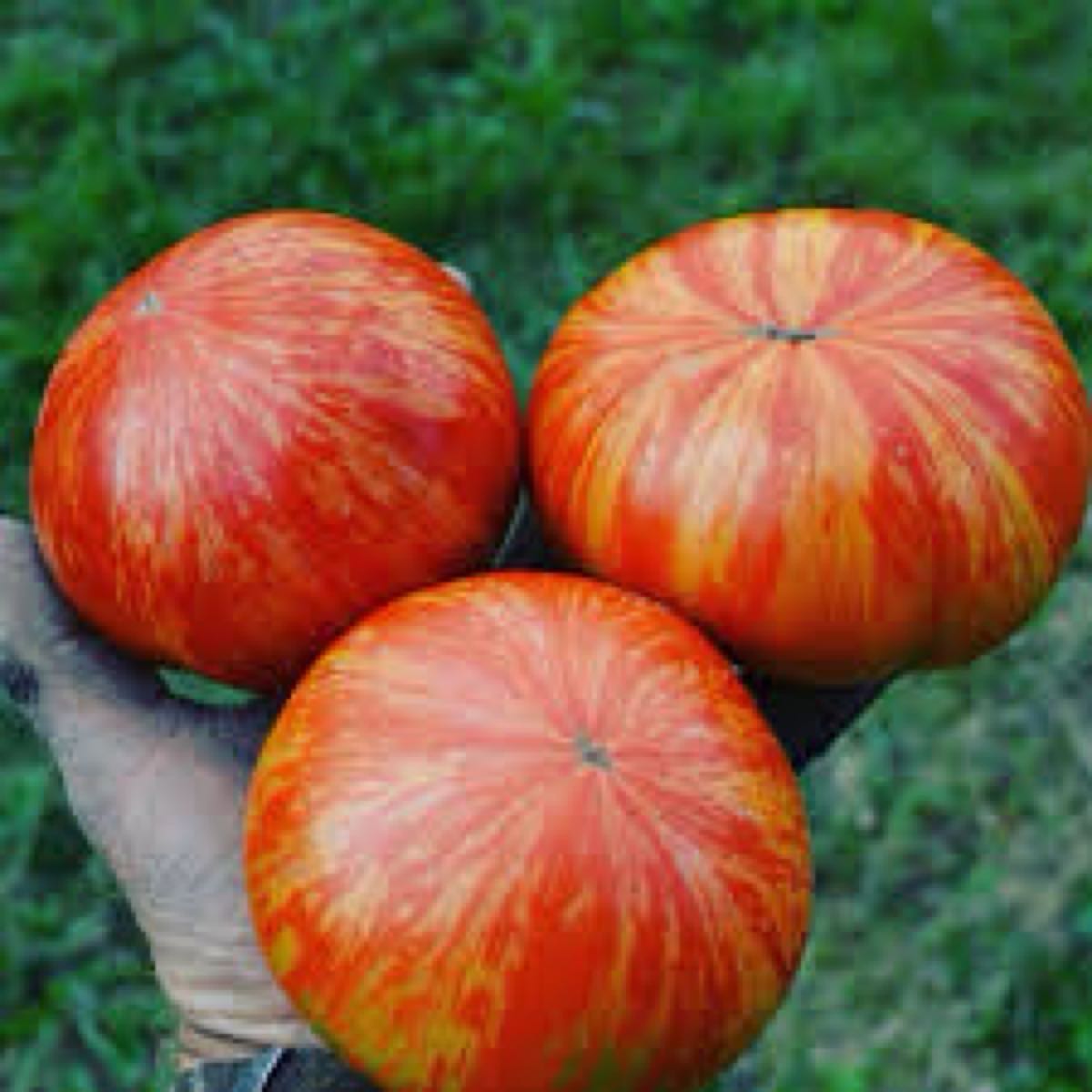 Solar Flare Heirloom