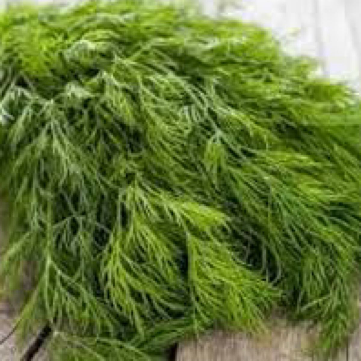 Fernleaf Dill