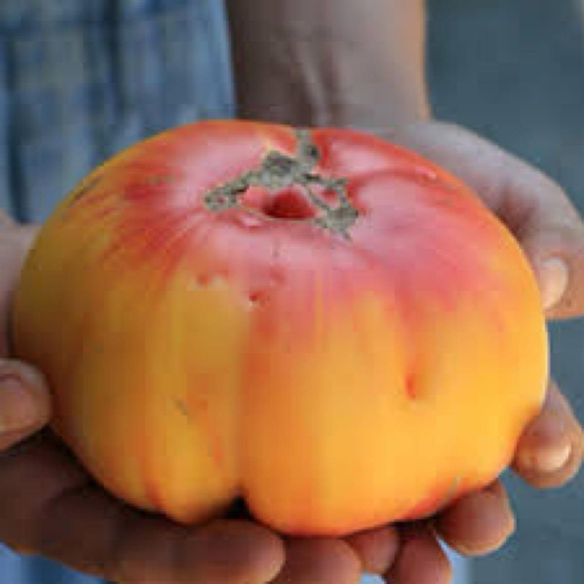 Striped German Heirloom