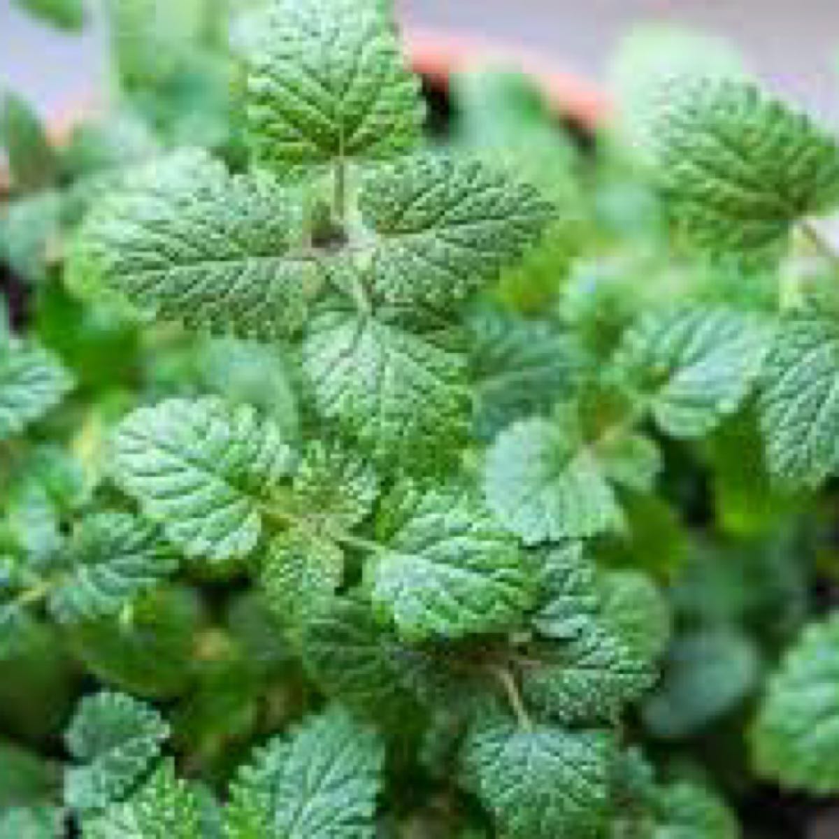 Lemon Balm