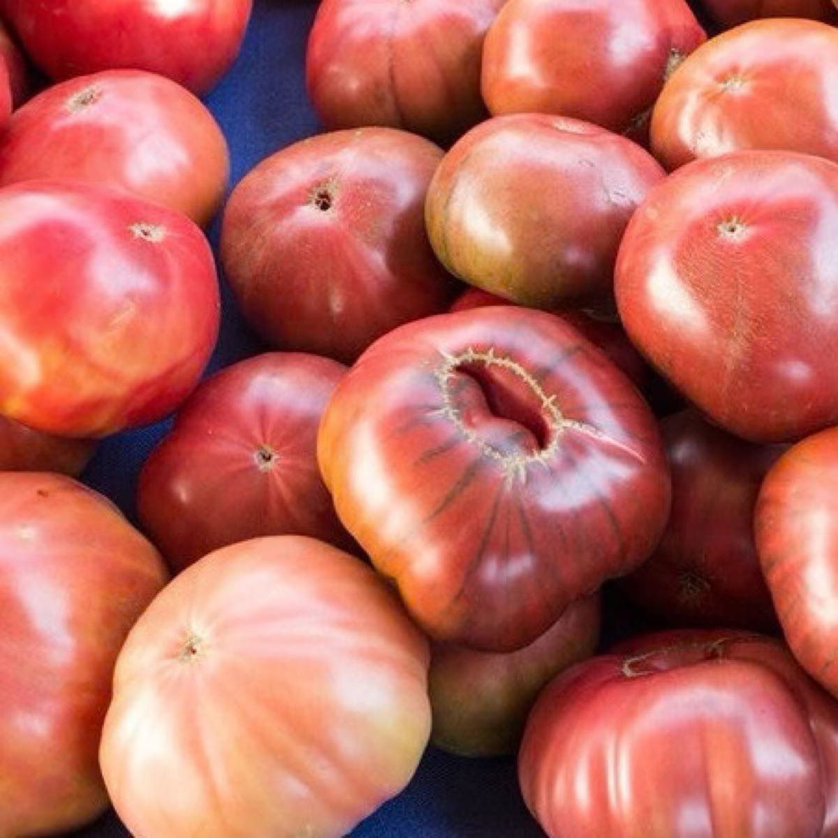 Pink Brandywine Heirloom