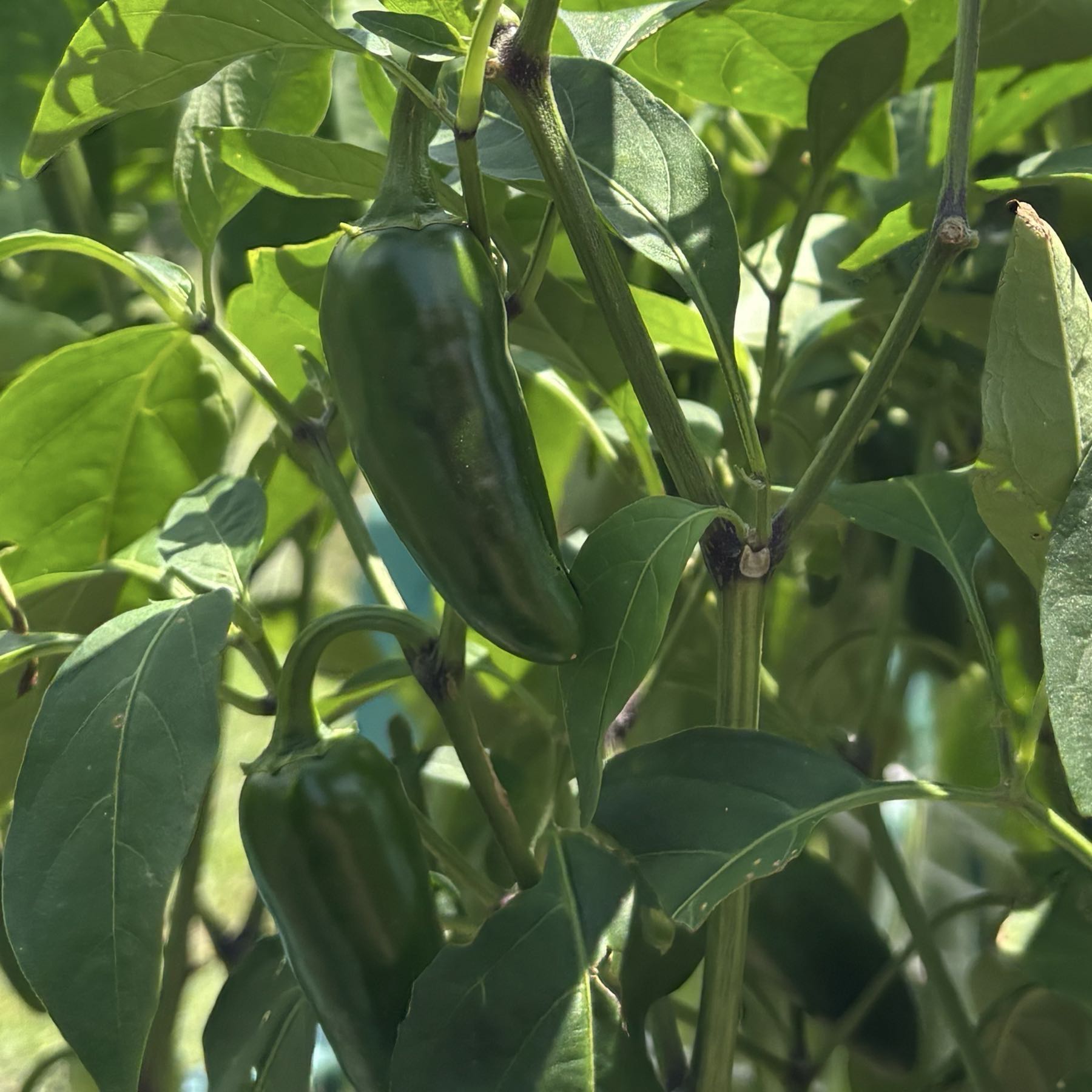 Jalapeños