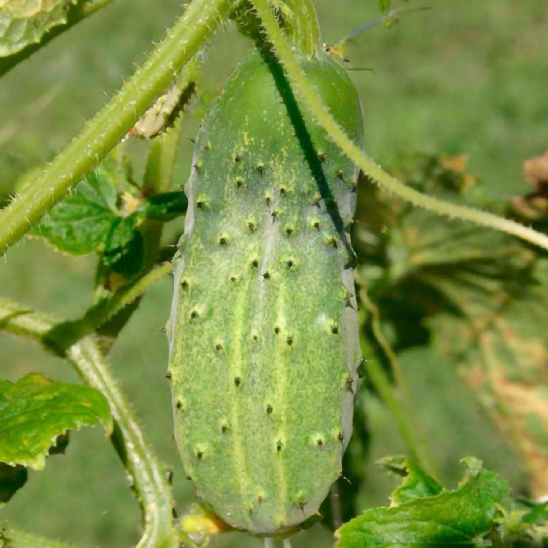 National Pickling Cucumber
