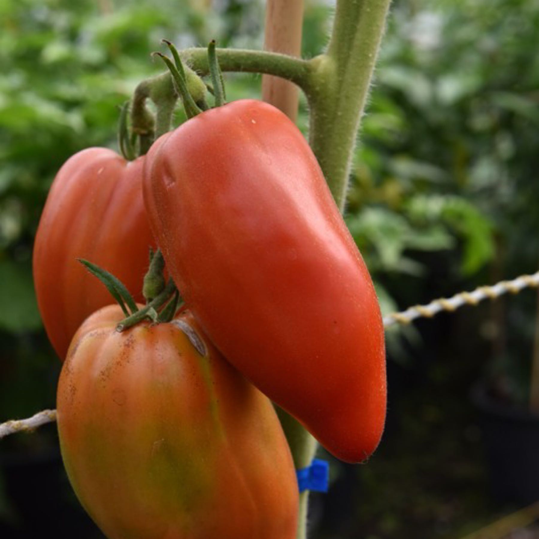 Roma Tomato
