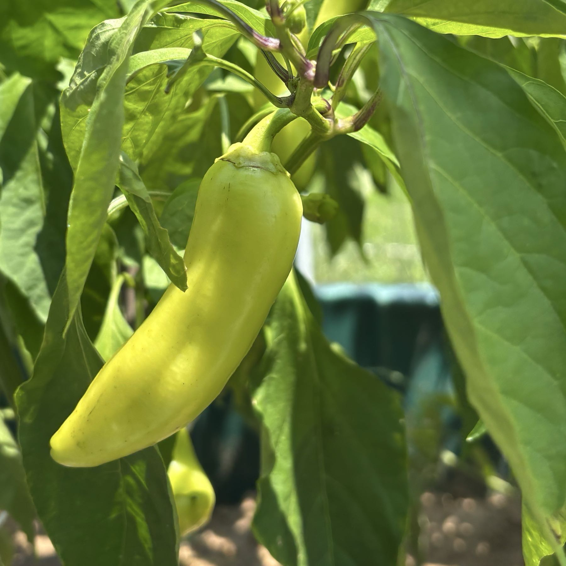 Banana Pepper