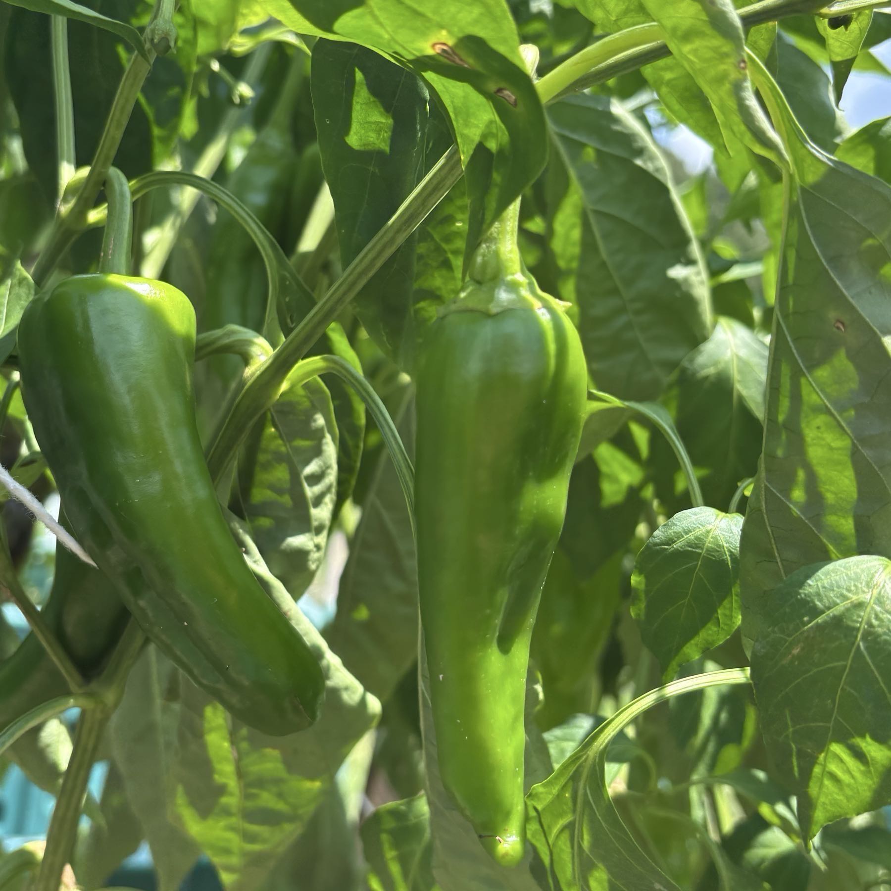 Anaheim Pepper