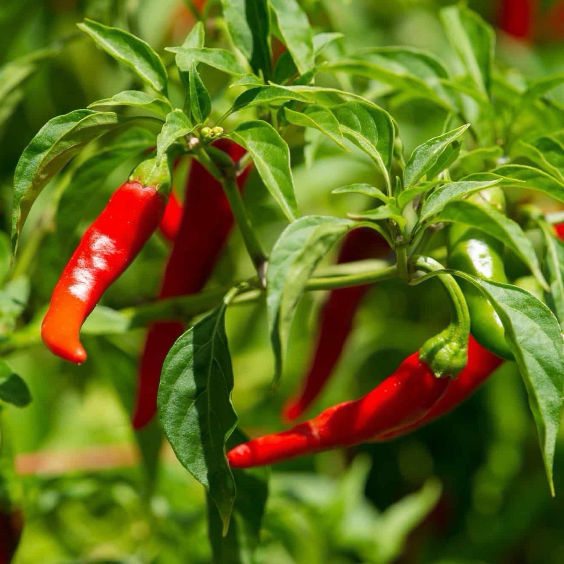 Cayenne Pepper