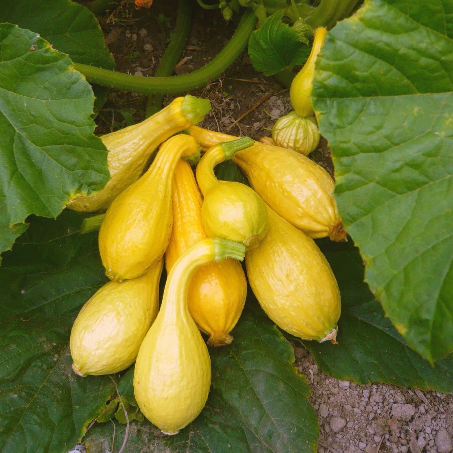 Yellow Crookneck Squash