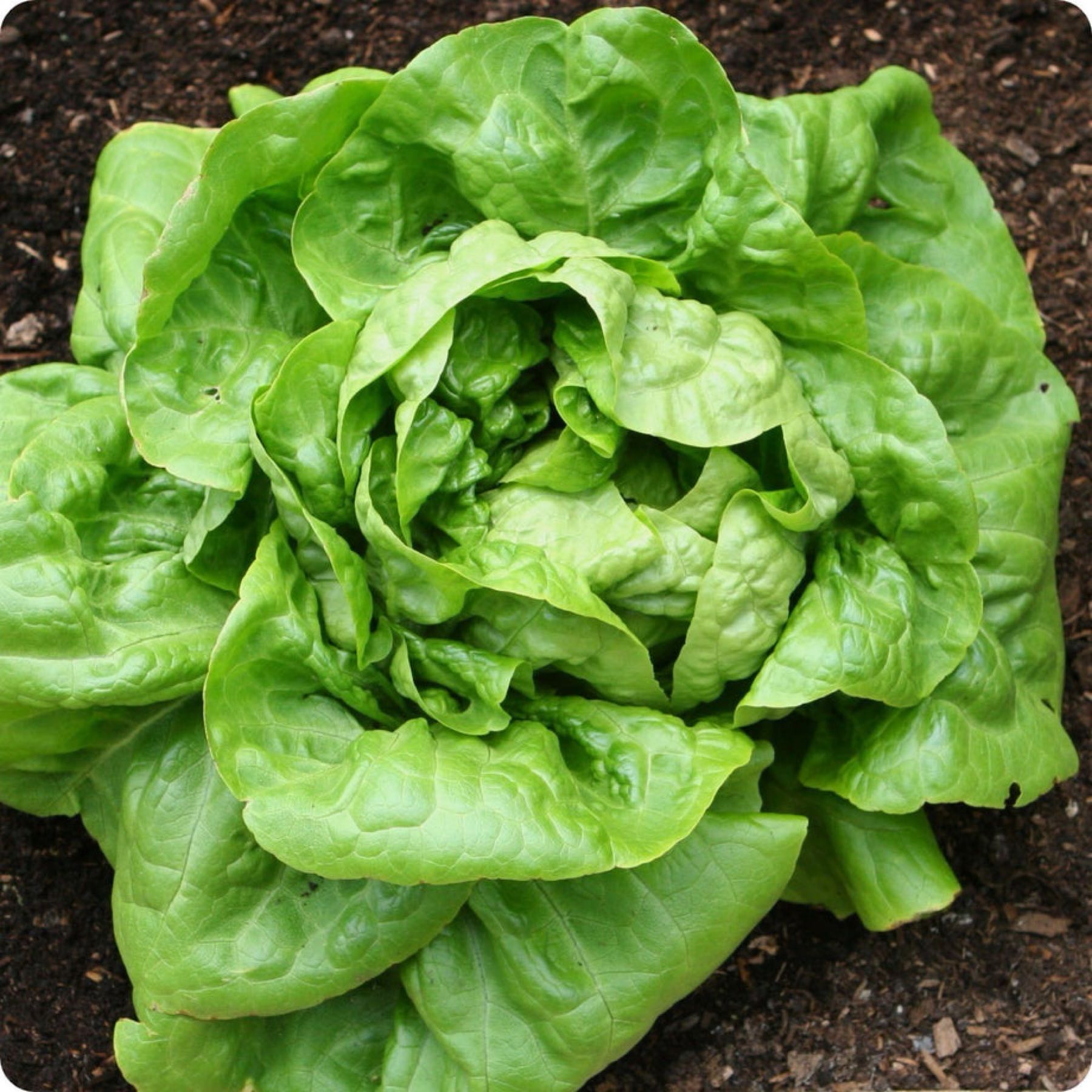 Butterhead Lettuce