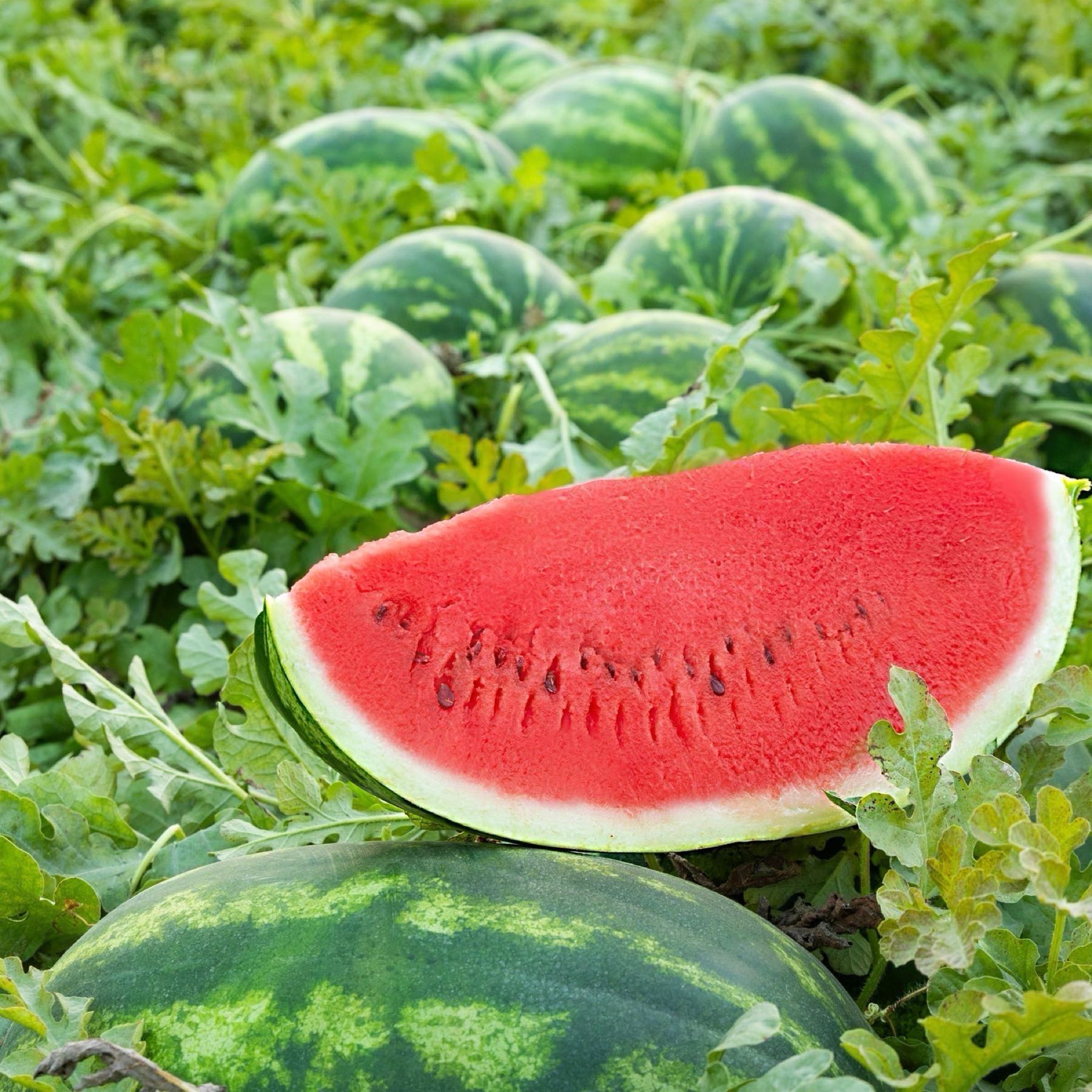Crimson Sweet Watermelon Small (10-14Lbs)