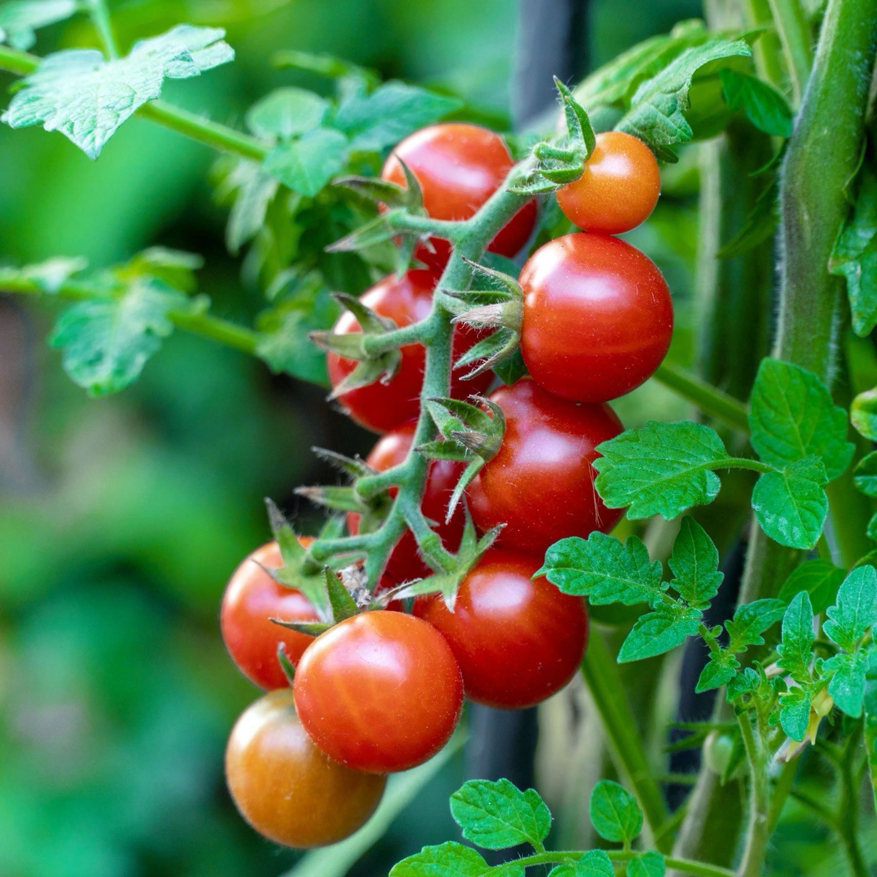 Cherry Tomato