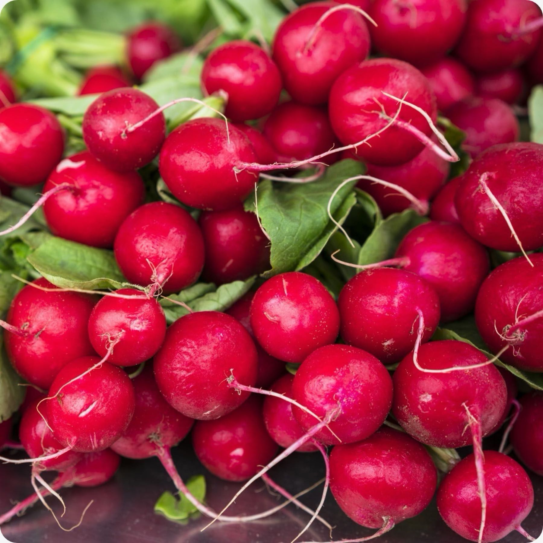Cherry Belle Radish