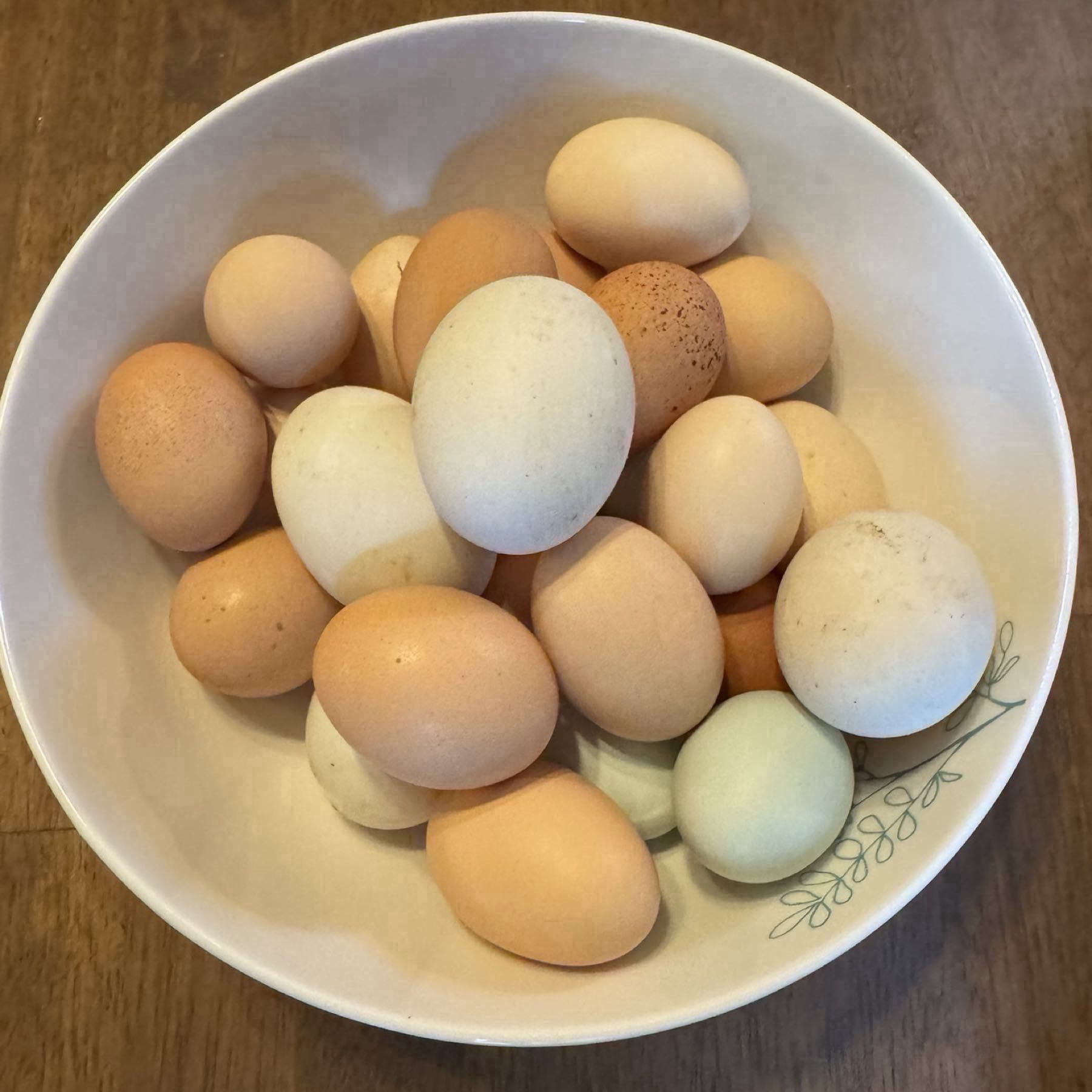 Jumbo Nest-Fresh Chicken Eggs