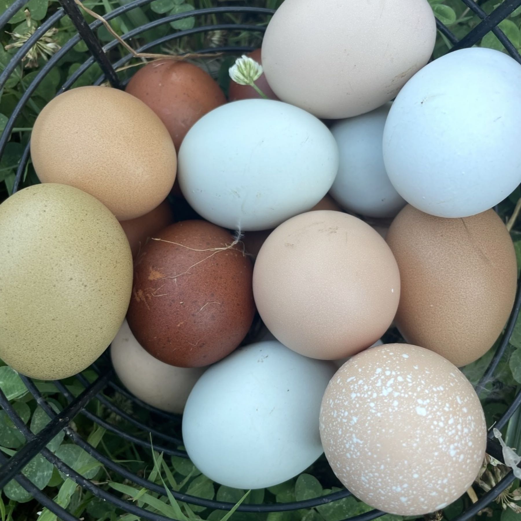 Thumbnail image 1 for Dozen Eggs
