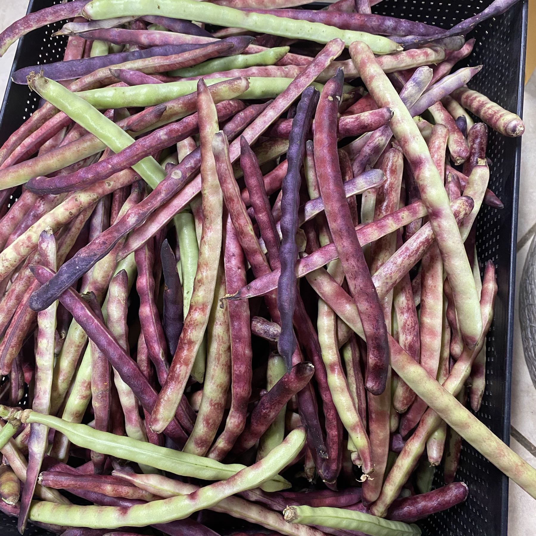 Thumbnail image 1 for Purple hull peas