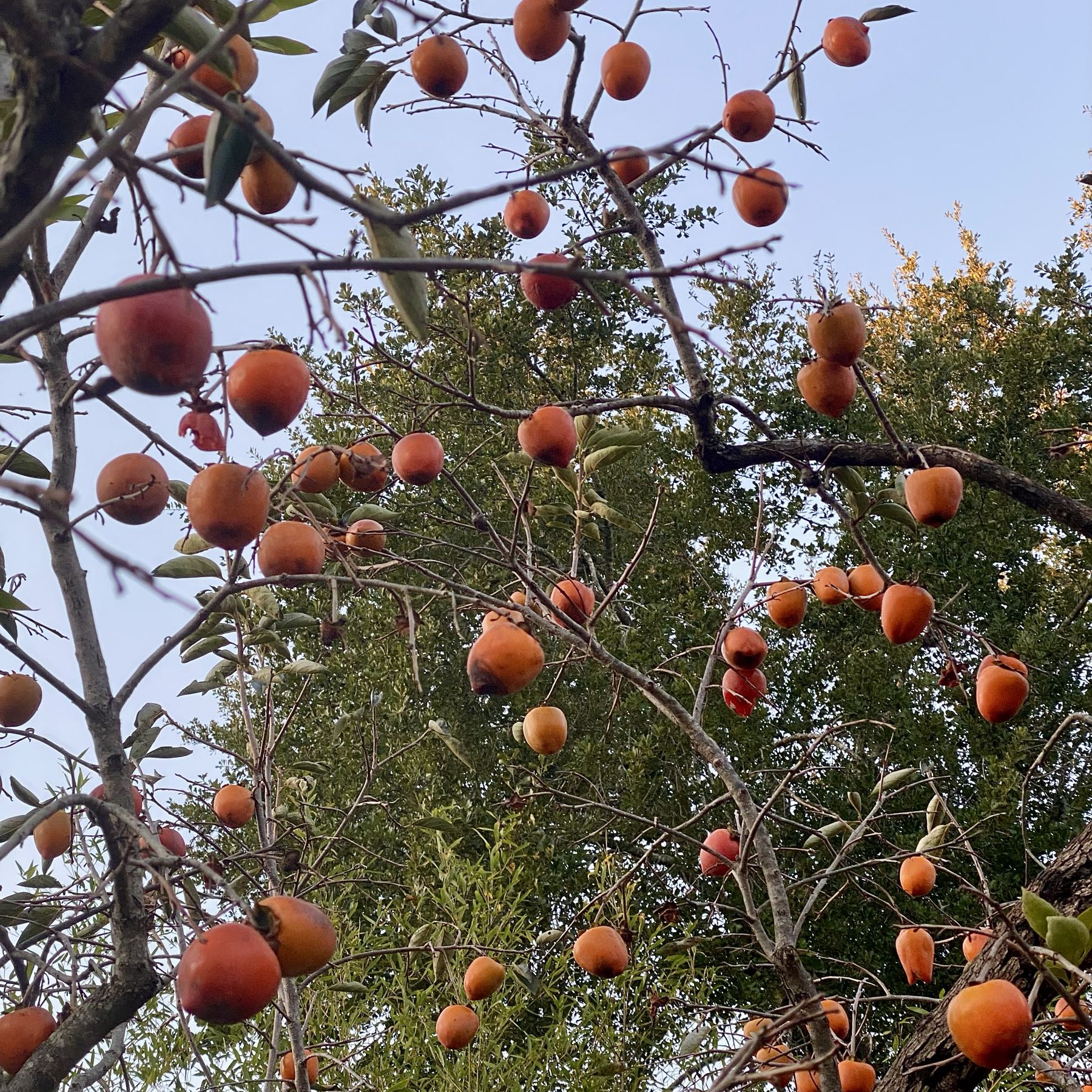 Thumbnail image 1 for Persimmons