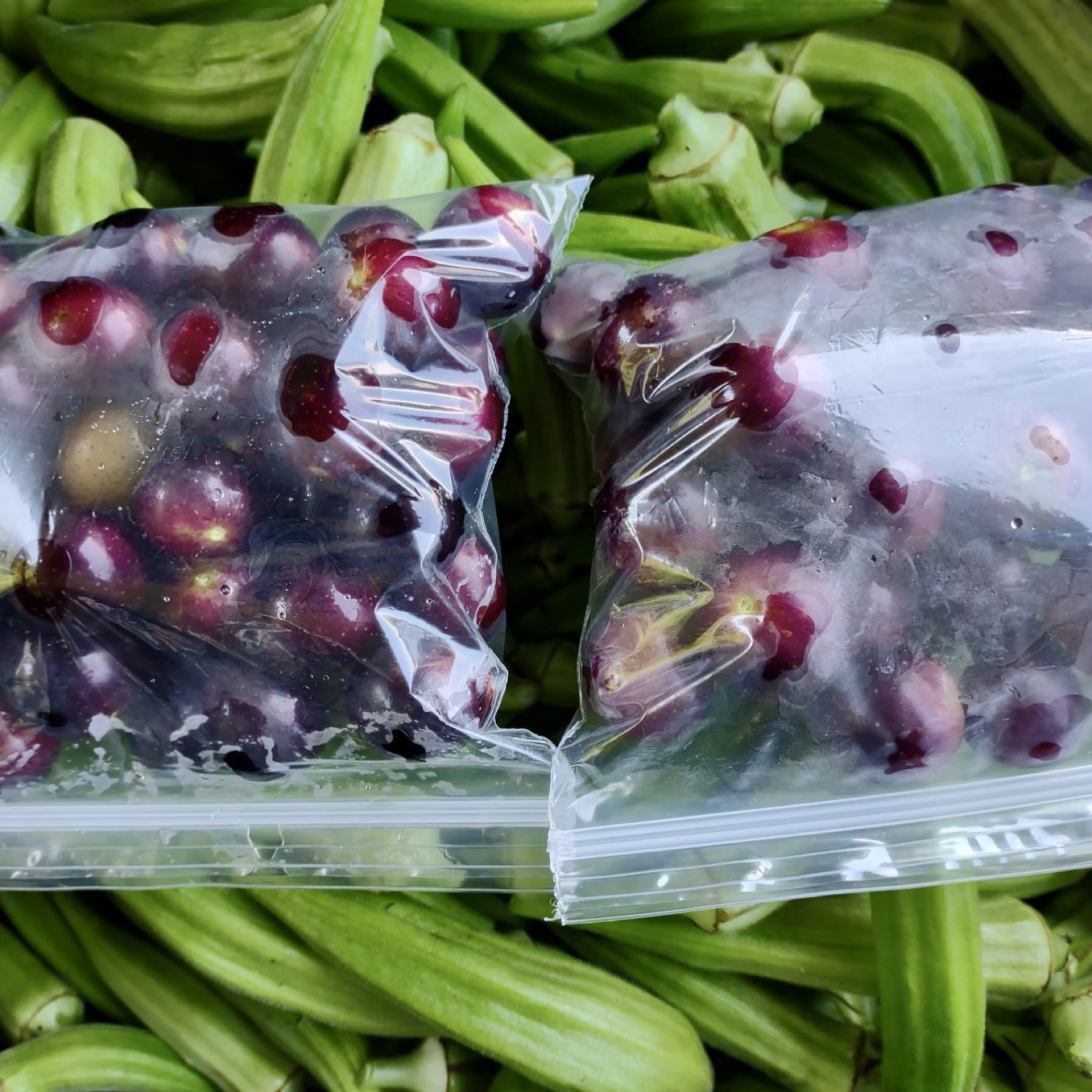 Thumbnail image 1 for Grapes - muscadines and scupadines/scuppernongs