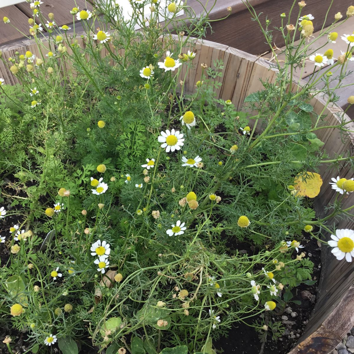 Thumbnail image 1 for U-Pick Herbs - Yarrow