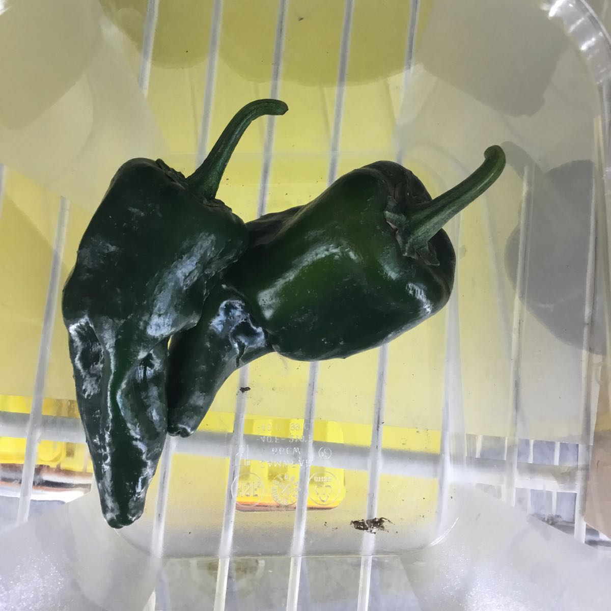 Fresh - Poblano Pepper