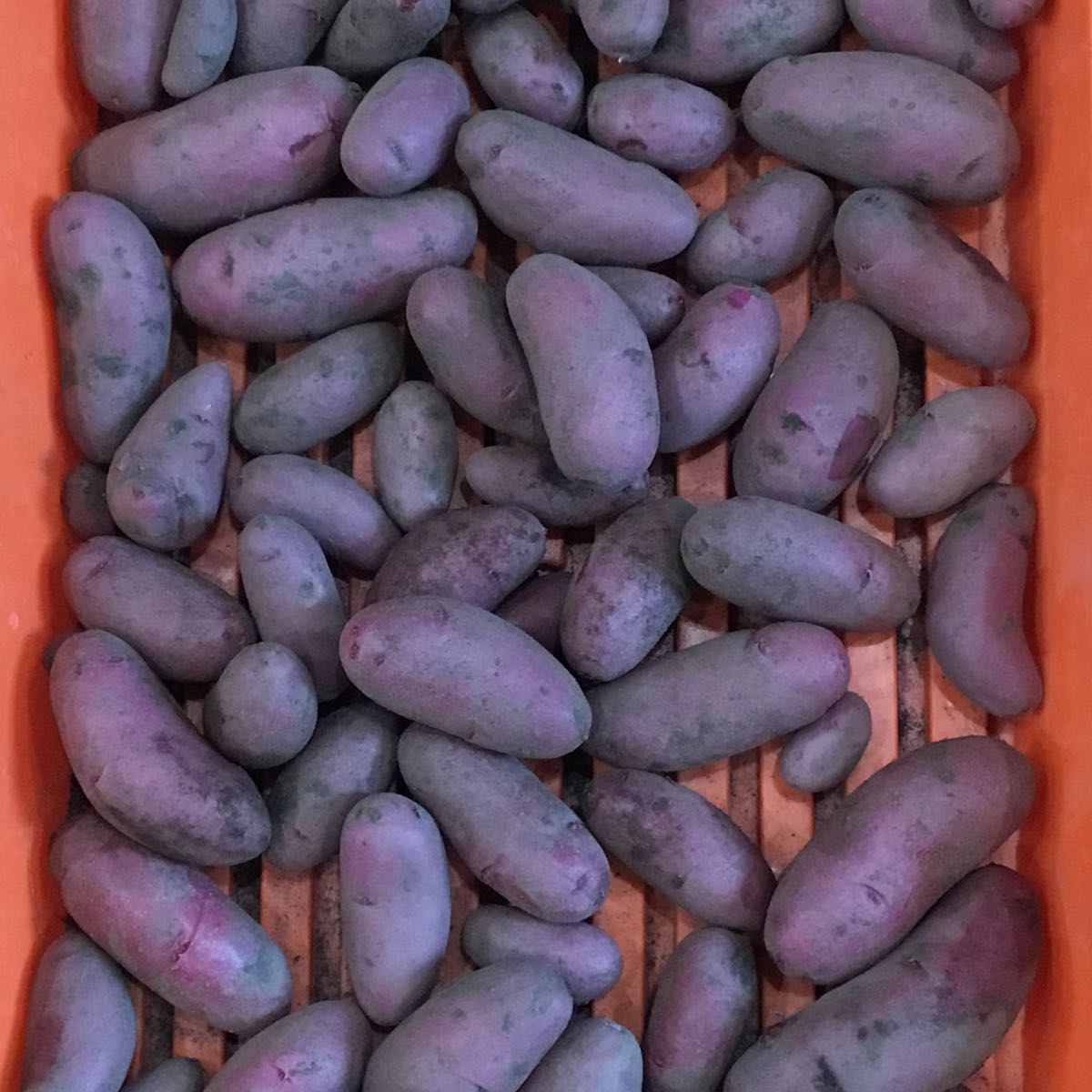 Fresh - Potato, Amarosa Fingerling