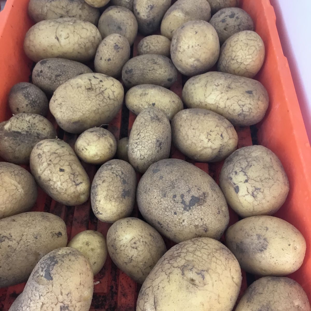 Thumbnail image 1 for Fresh - Potato: German Butterball