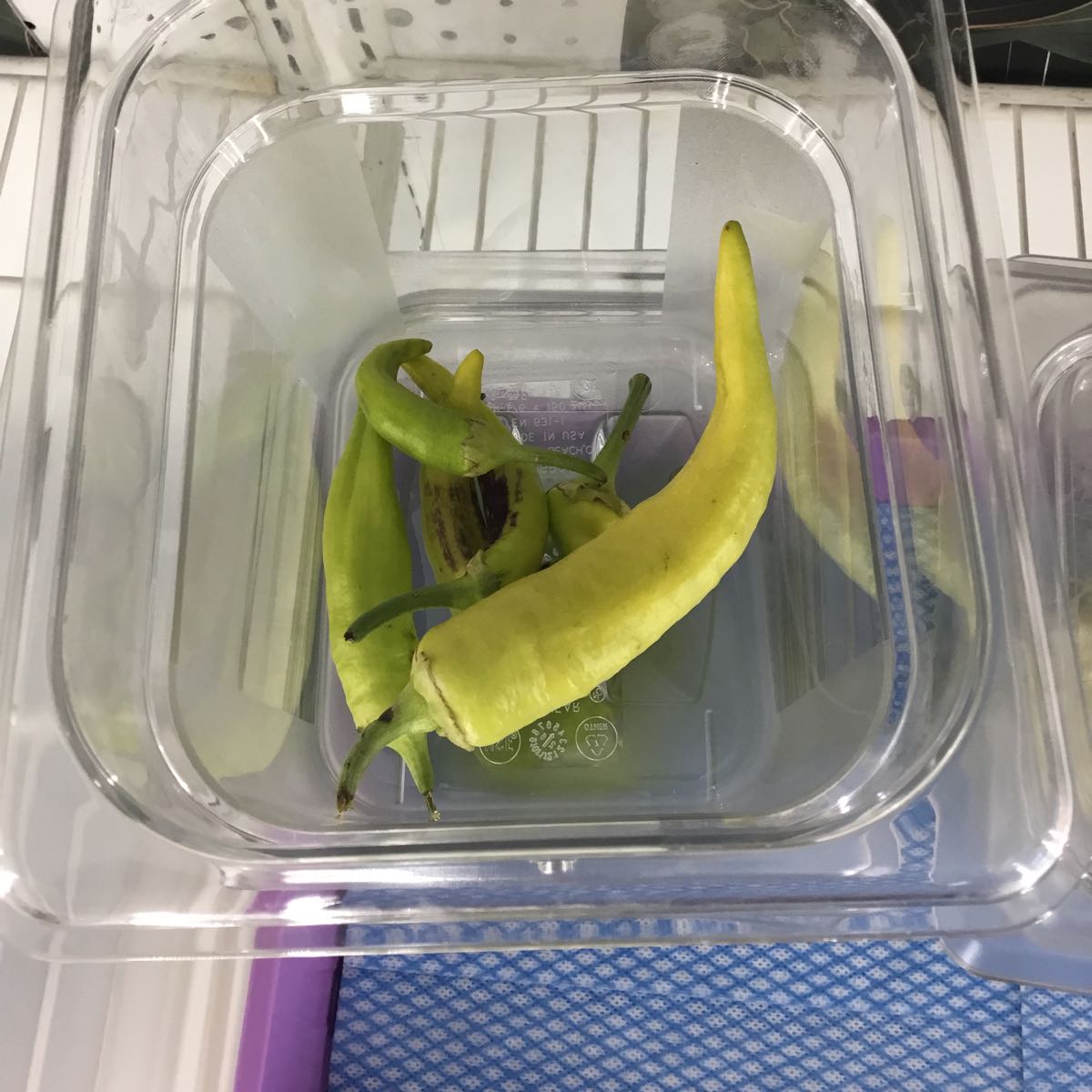 Fresh - Goddess Banana Pepper