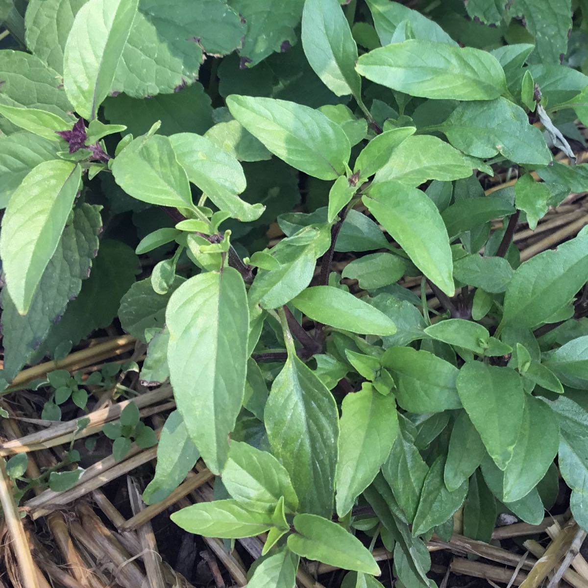 U-Pick Herbs - Sweet Thai Basil