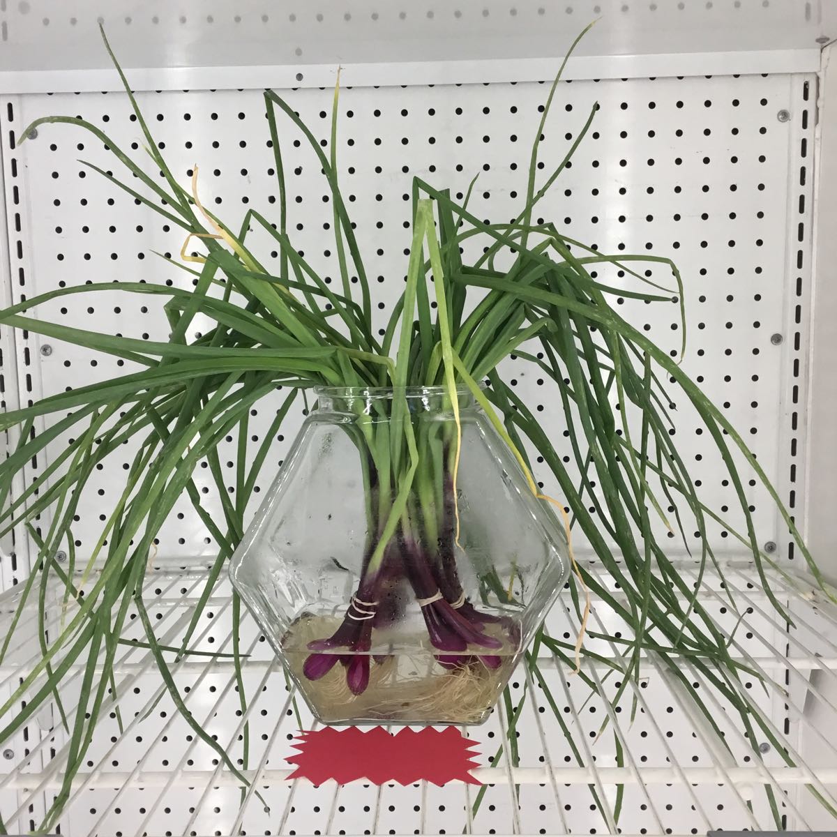 Fresh - Herbs, Chives