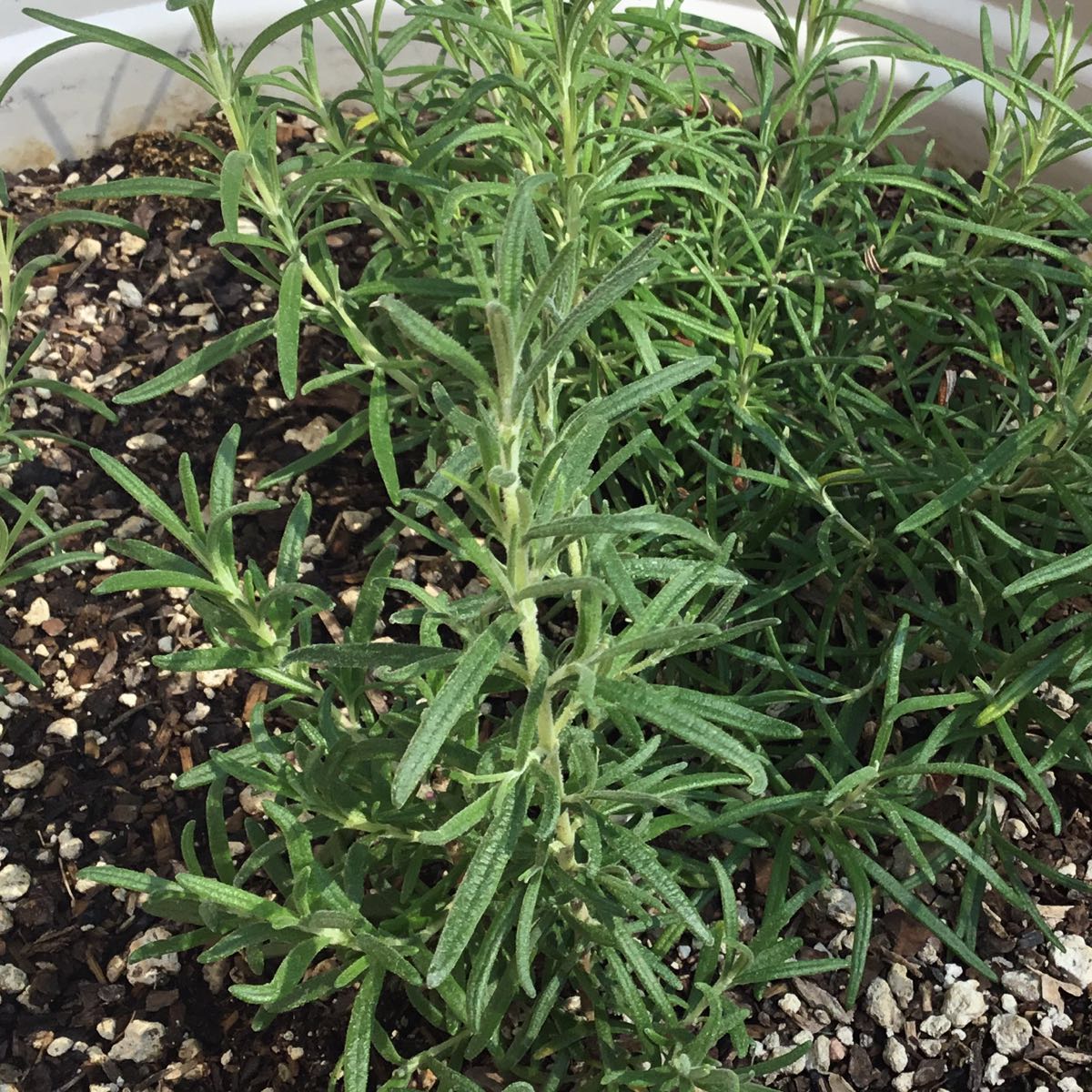 U-Pick Herbs - Rosemary