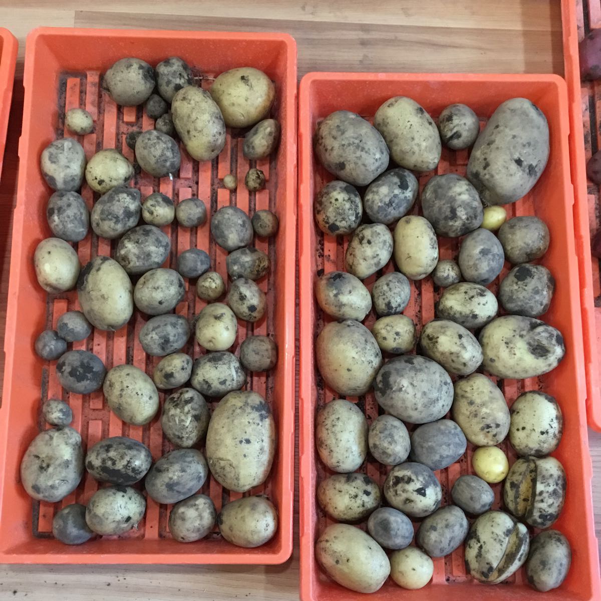 Fresh - Potato, Yukon Gold
