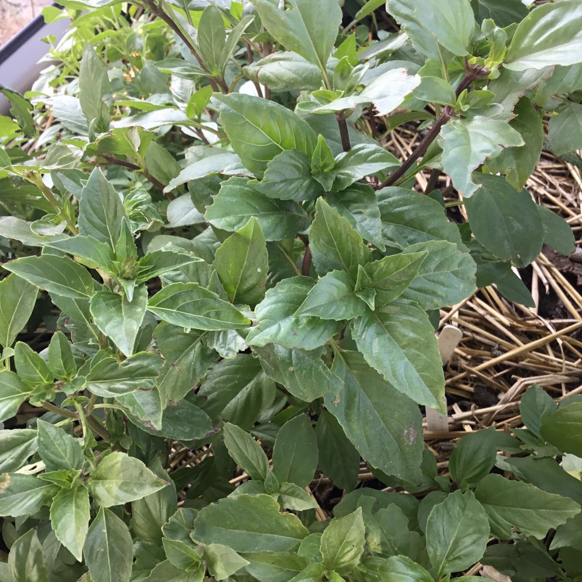U-Pick Herbs - Cinnamon Basil