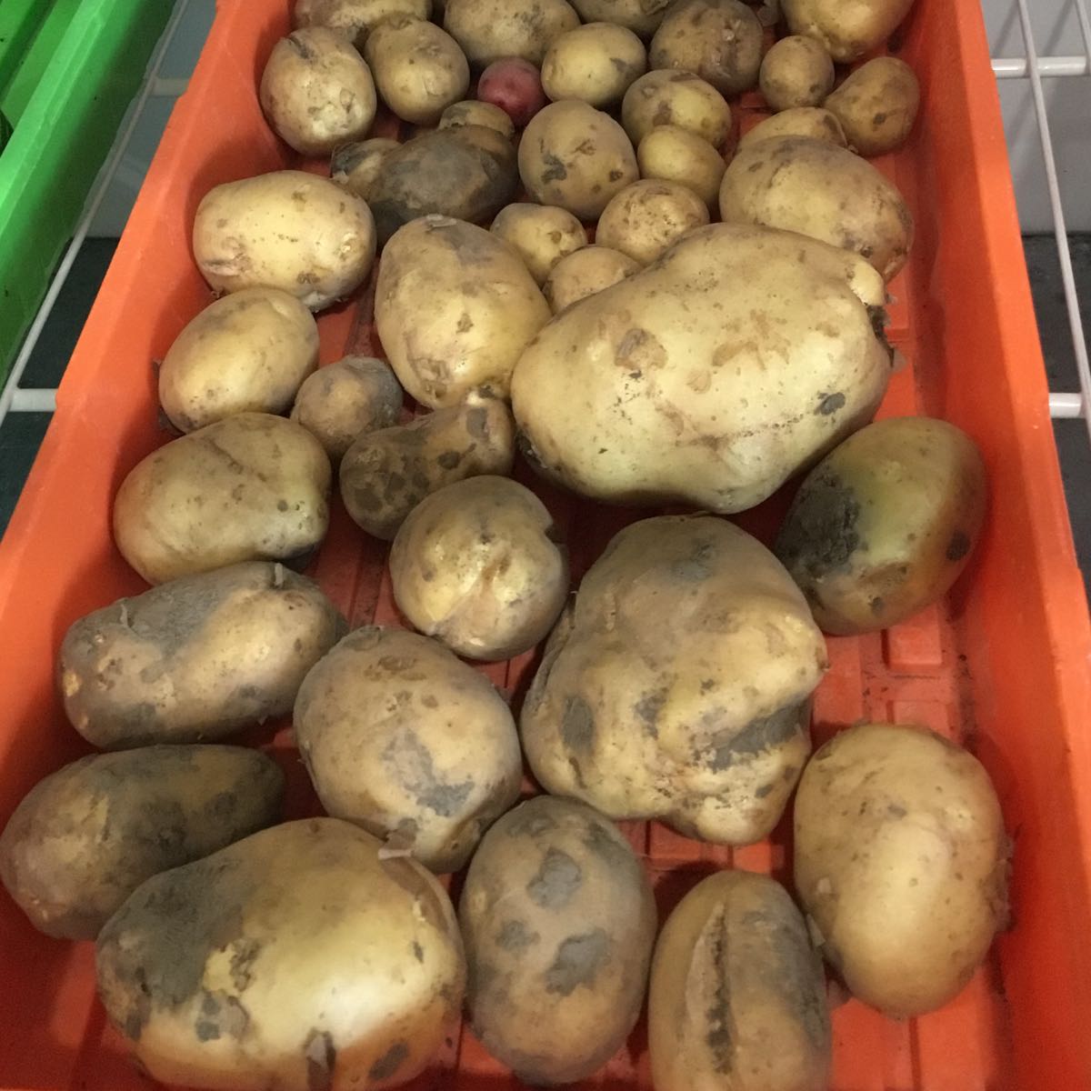 Fresh - Potato, White