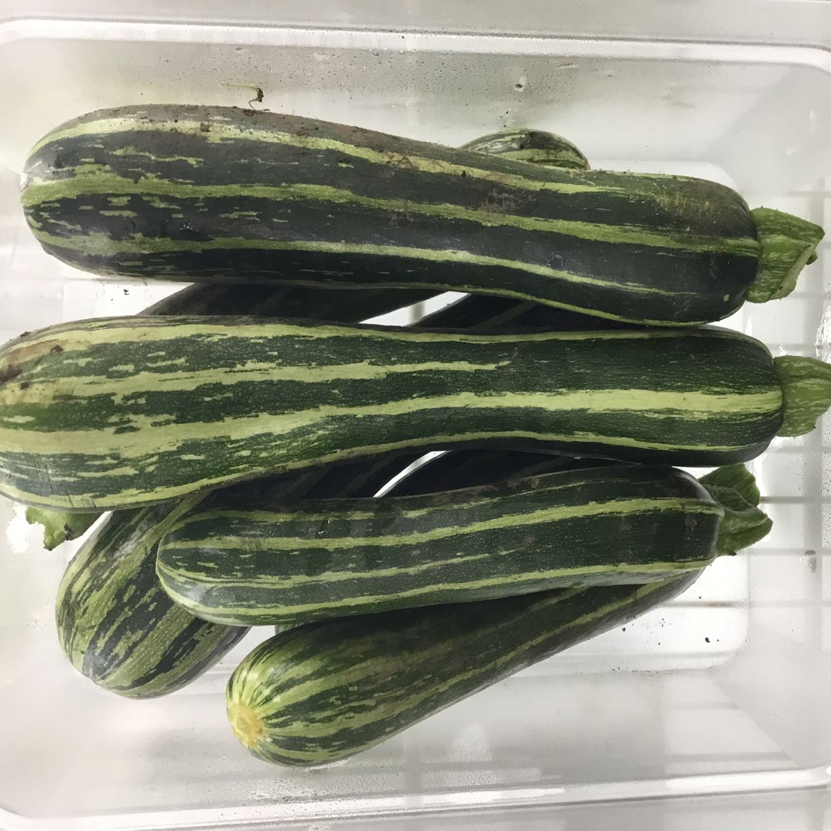 Fresh - Safari Zucchini