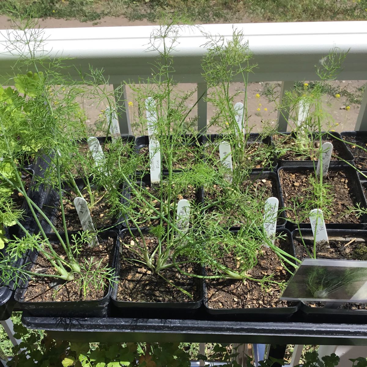 START - Fennel - Fino