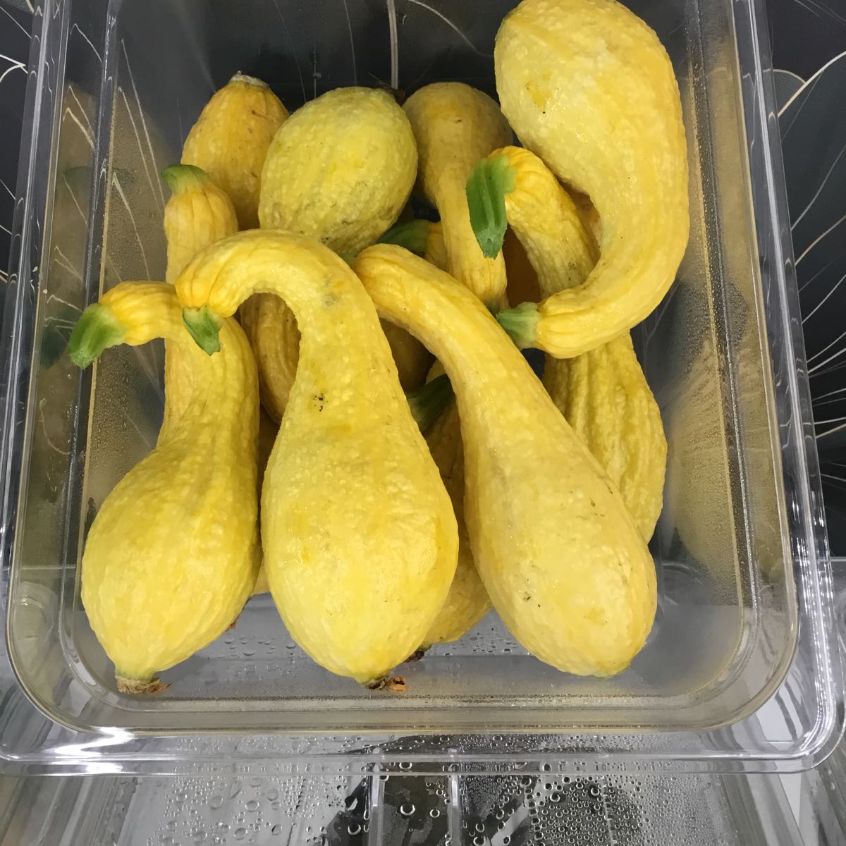 Thumbnail image 1 for Fresh - Yellow Crookneck Squash