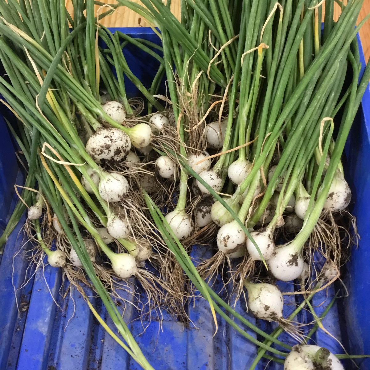Fresh - Mini Eclipse Onion