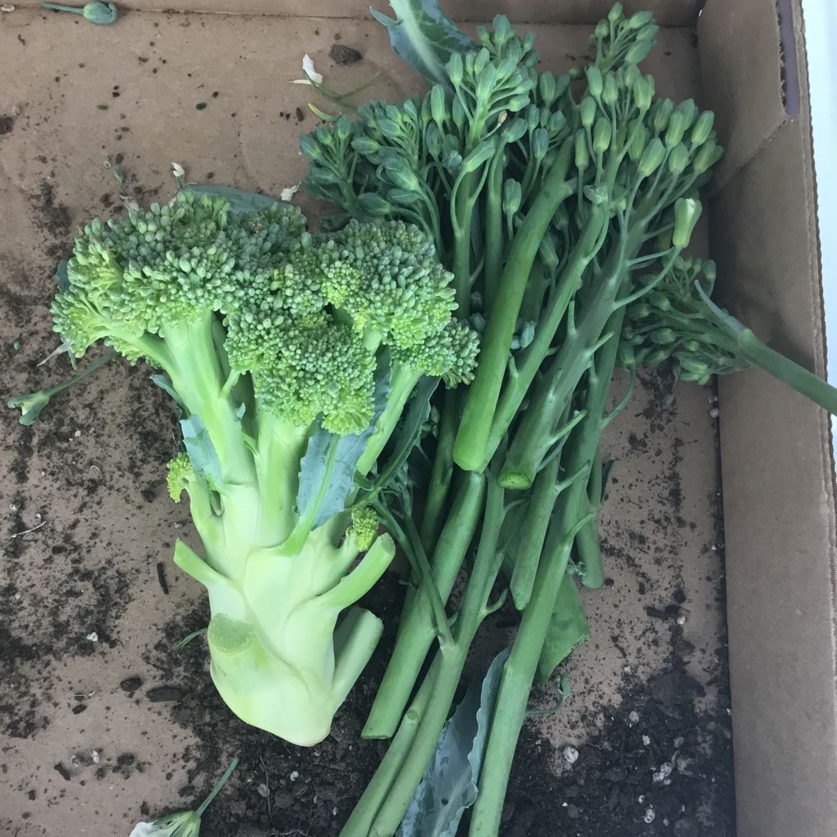 Fresh - Broccoli & Broccolini