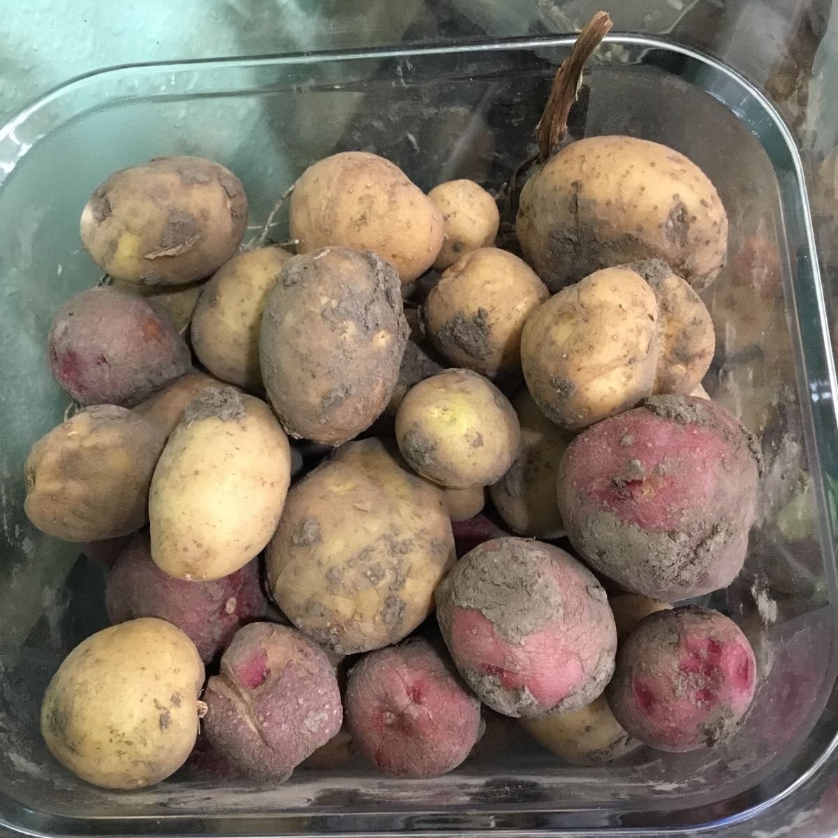 Fresh - Red & White Roasting Potatoes