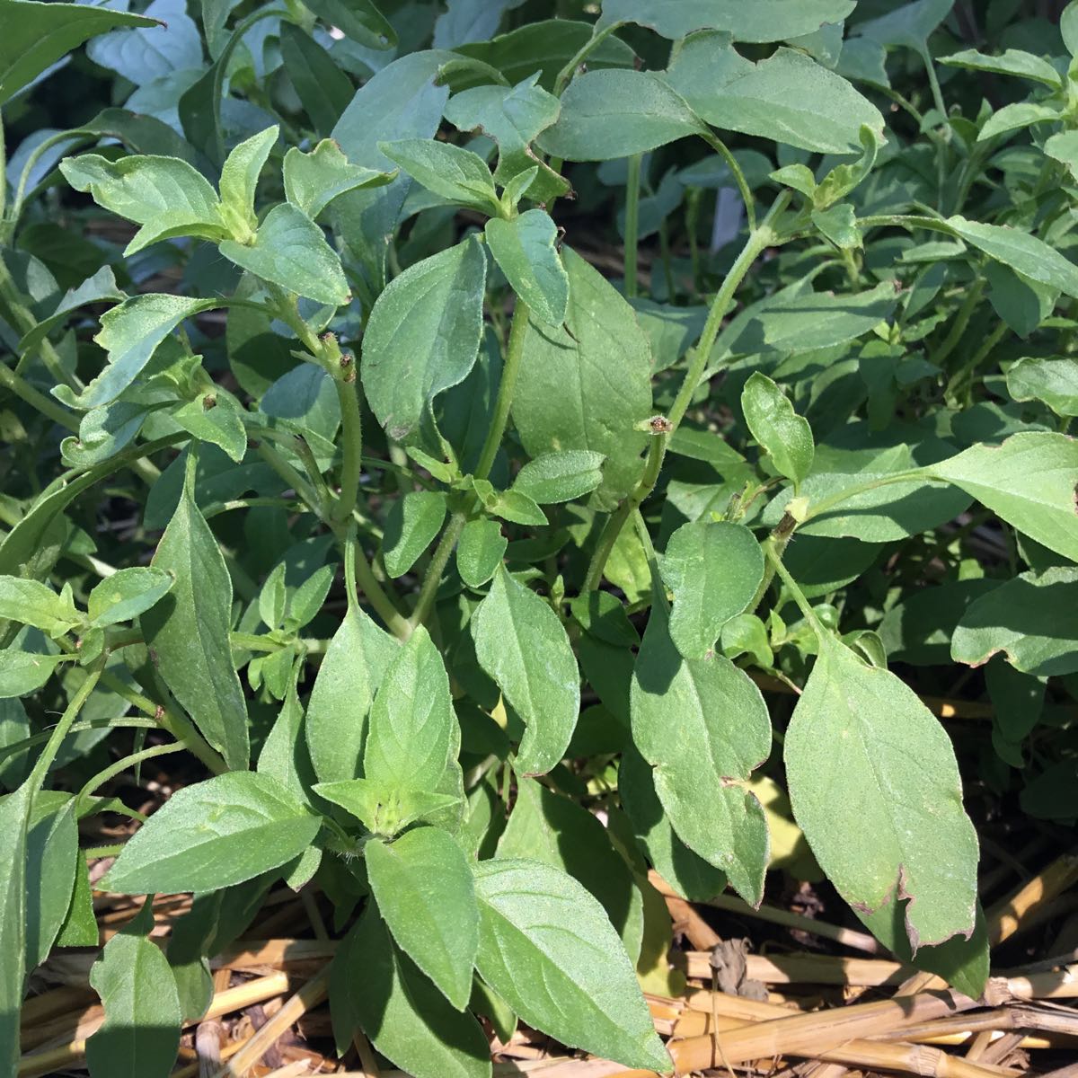 Thumbnail image 1 for U-Pick Herbs - Lime Basil