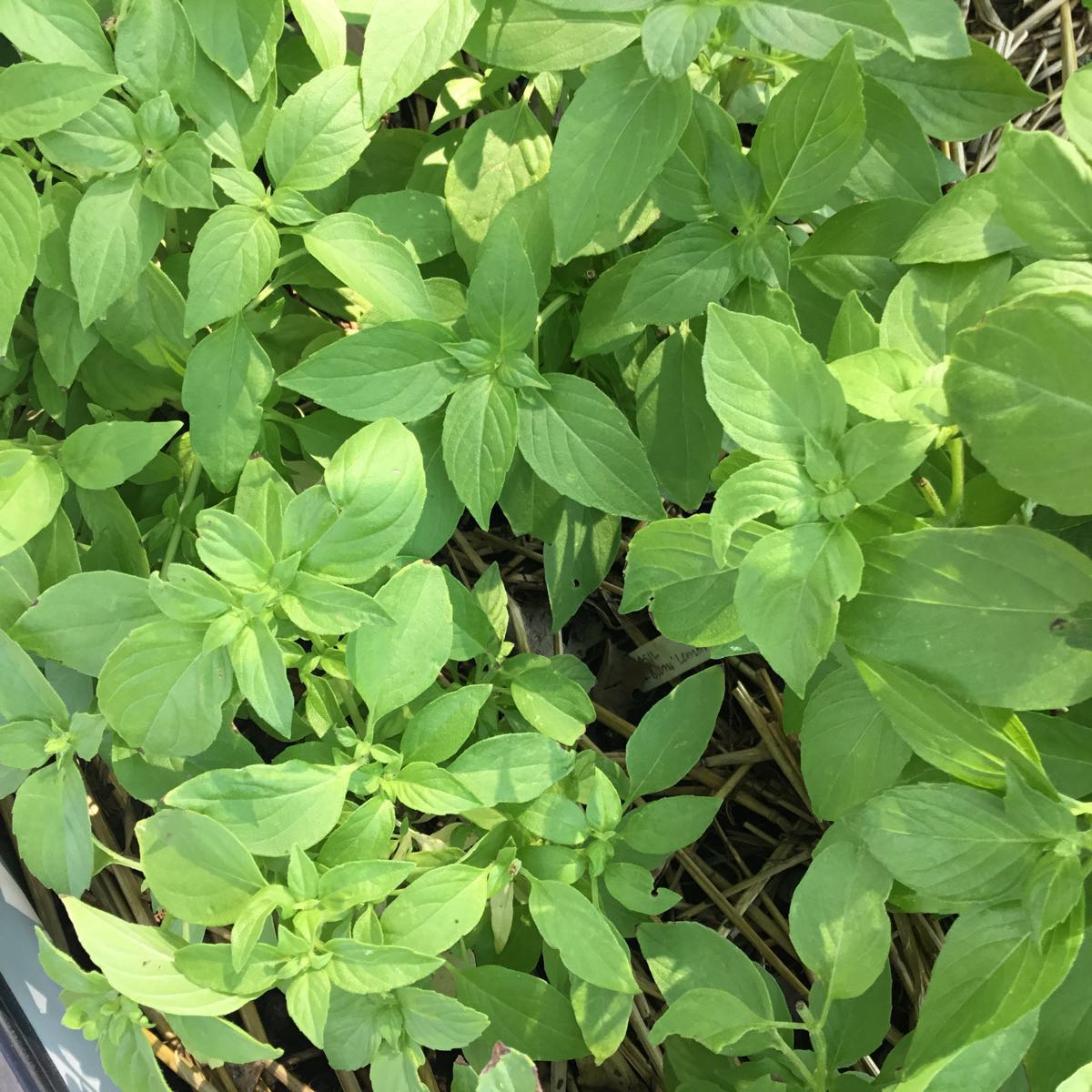 Thumbnail image 1 for U-Pick Herbs - Lemon Basil