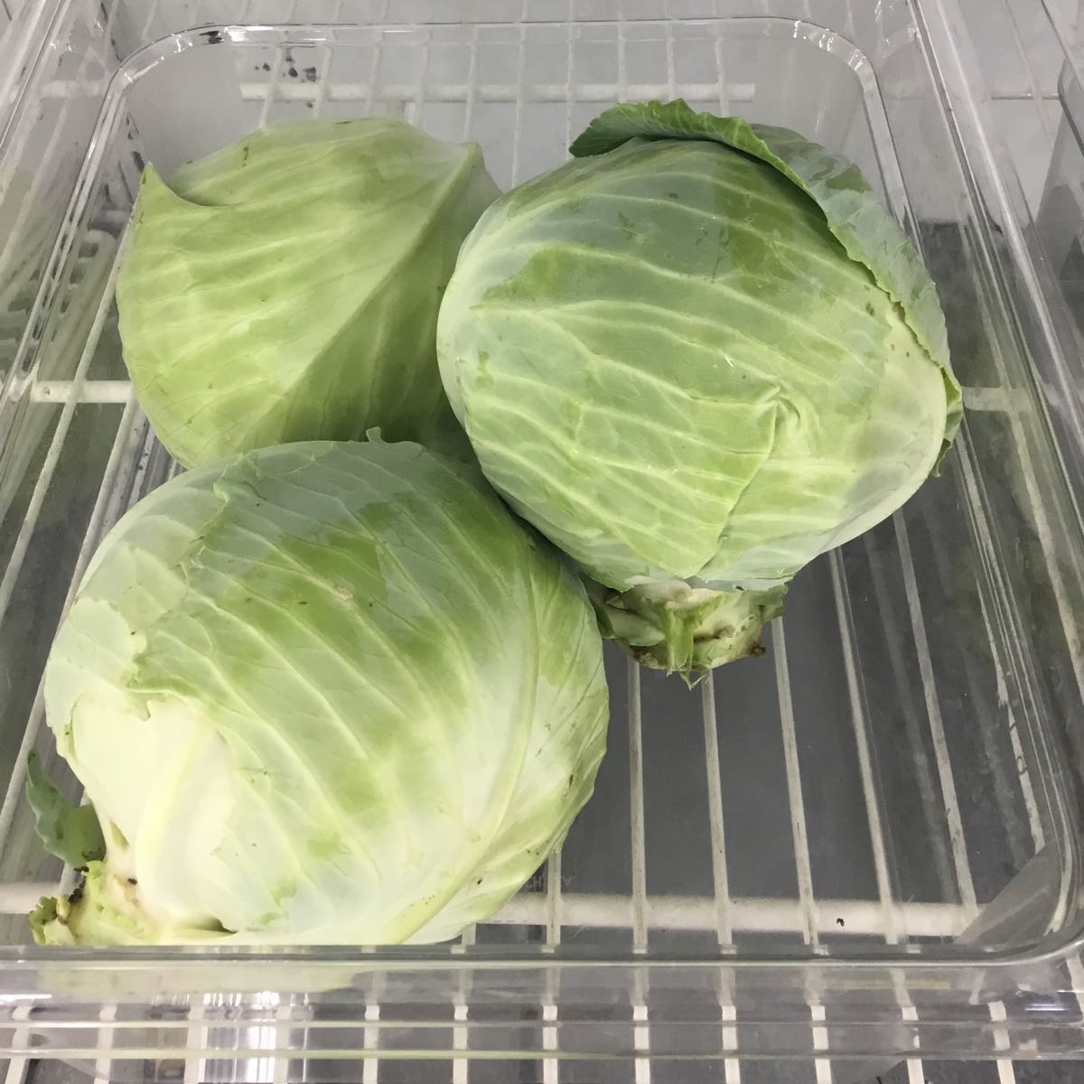 Thumbnail image 1 for Fresh - Cabbage