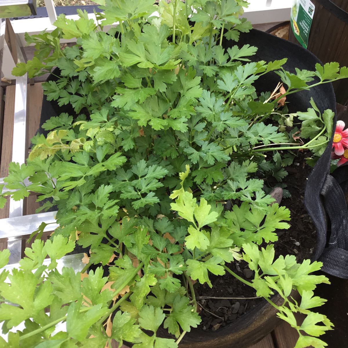 U-Pick Herbs - Parsley