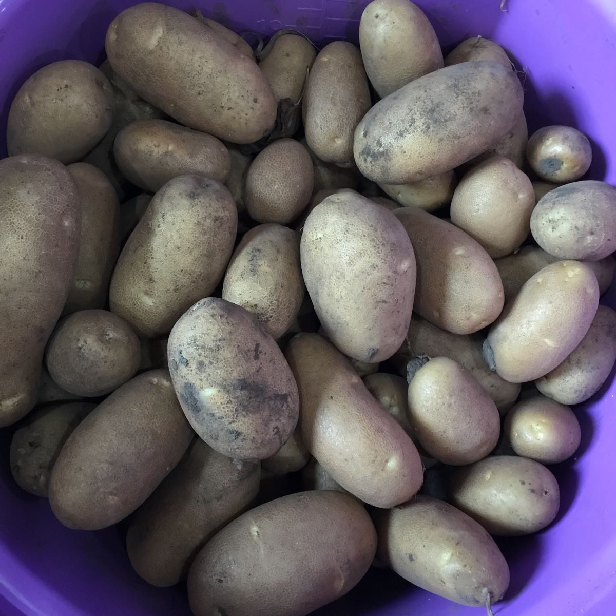 Fresh - Potato, baby Caribou Russet