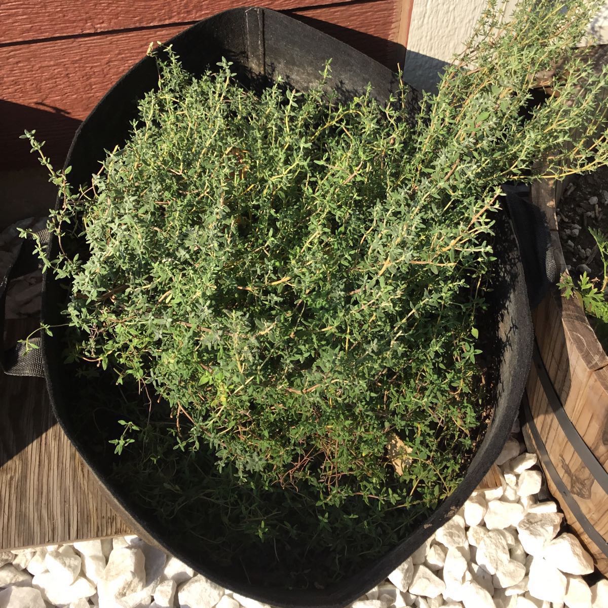 U-Pick Herbs - Thyme
