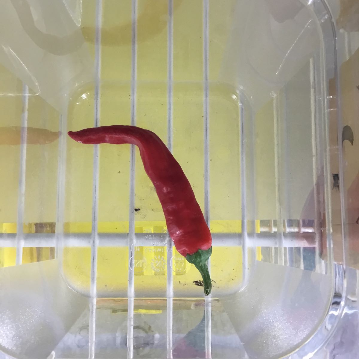 Thumbnail image 1 for Fresh - Red Ember Pepper (Small)