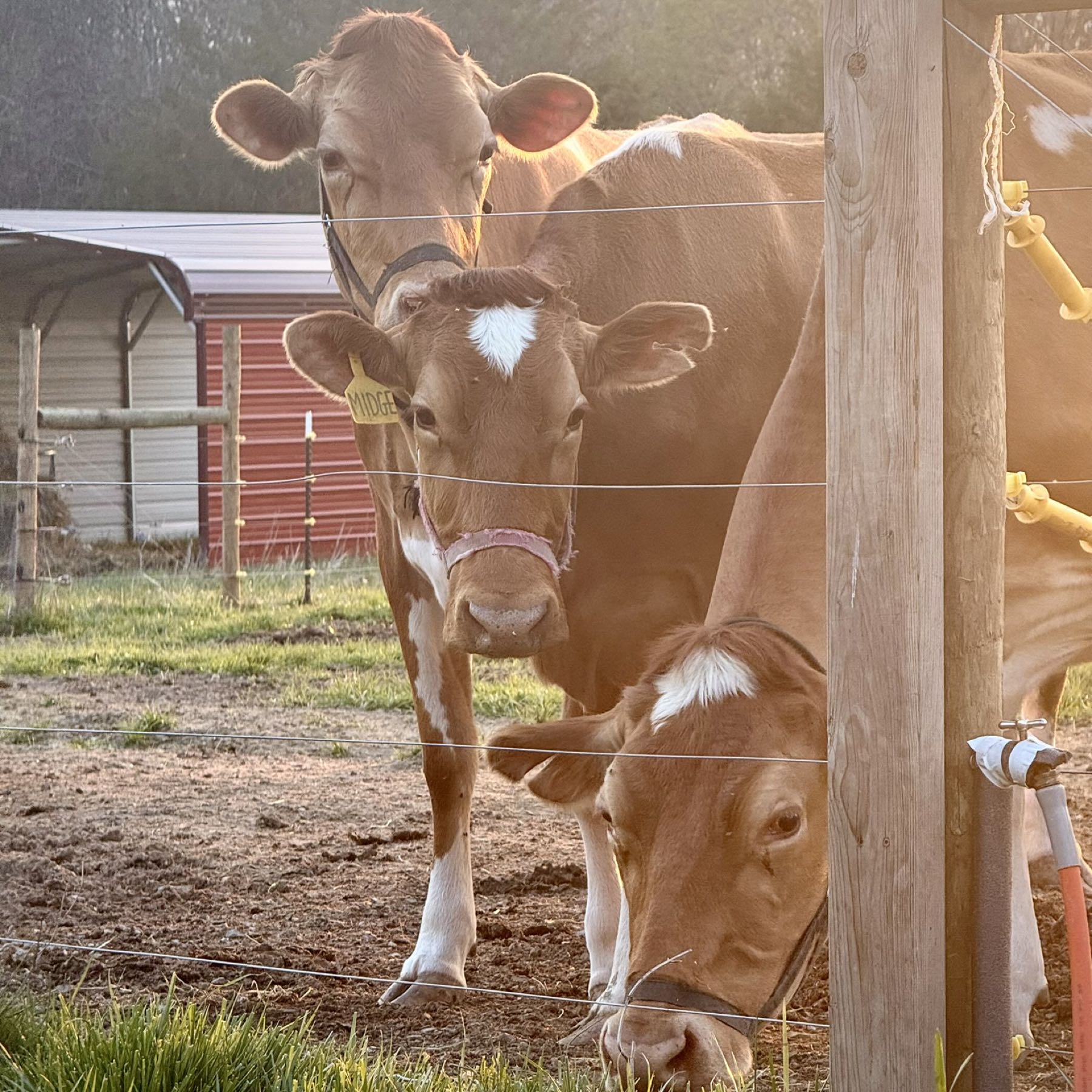 Venaya, farm owner at VenAya Farms